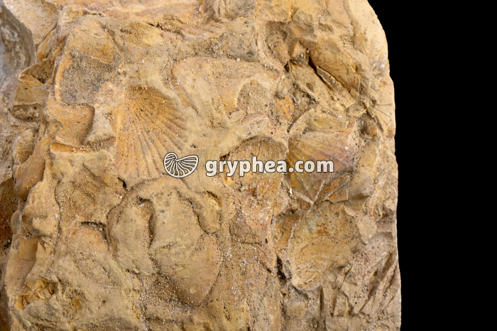 Calcaire coquillier - détail - gryphea.org